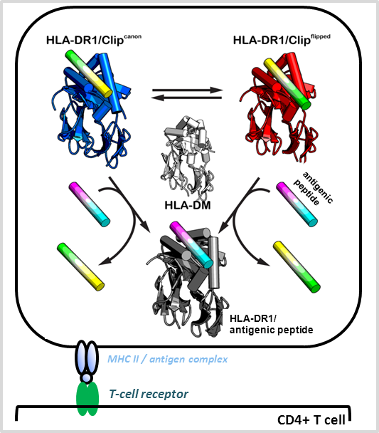 Antigen Presentation By Major Human Histocompatibility Complex Mhc Class Ii Proteins • Freund 3935