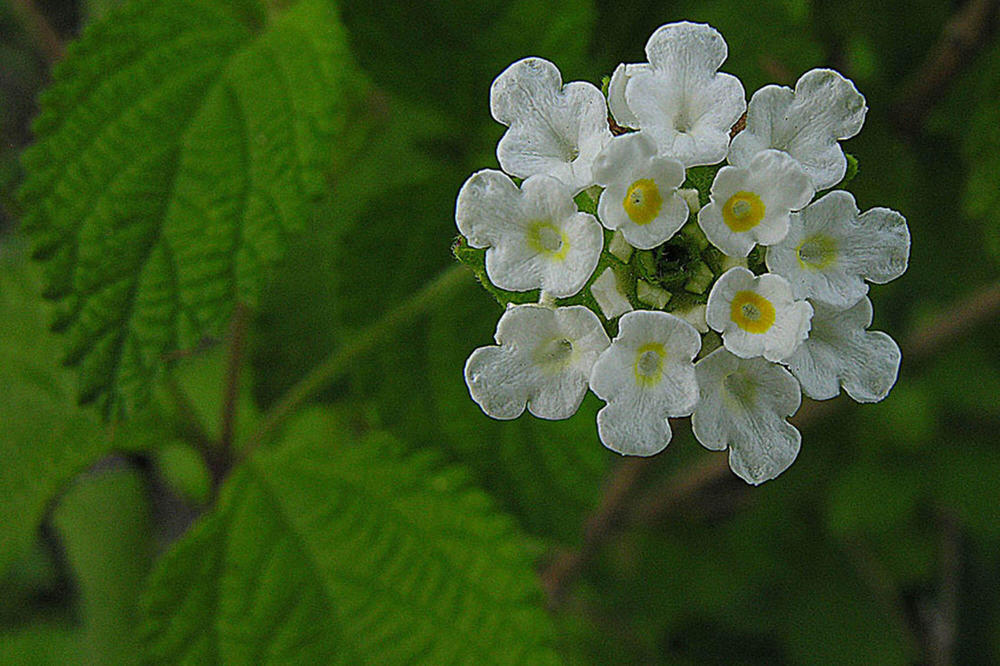 Lippia graveolens, eine mexikanische Oreganoart, deren ätherische Öle antibakteriell wirken.