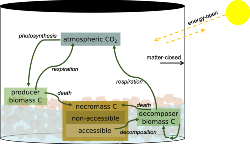 Biosphere C Cycle Diagram