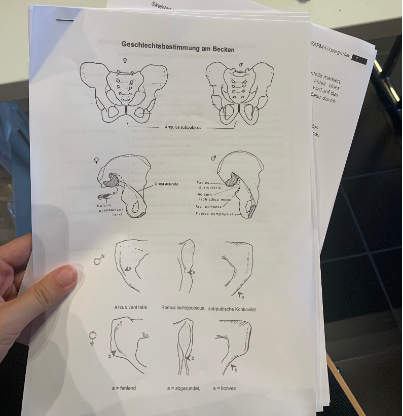 johann foto - osteology sheets