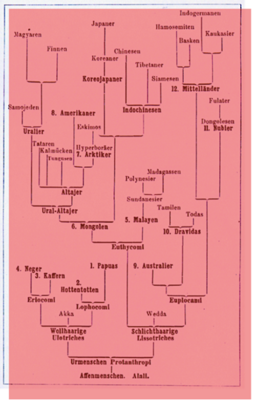 "Stammbaum" von Haeckel