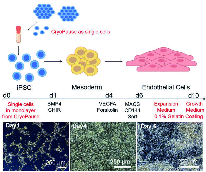 Knaus-in-Stem-Cell-Rev-and-Rep