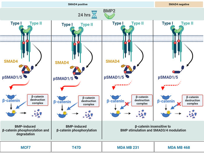 Ilhan et al Graphical Abstract_rev