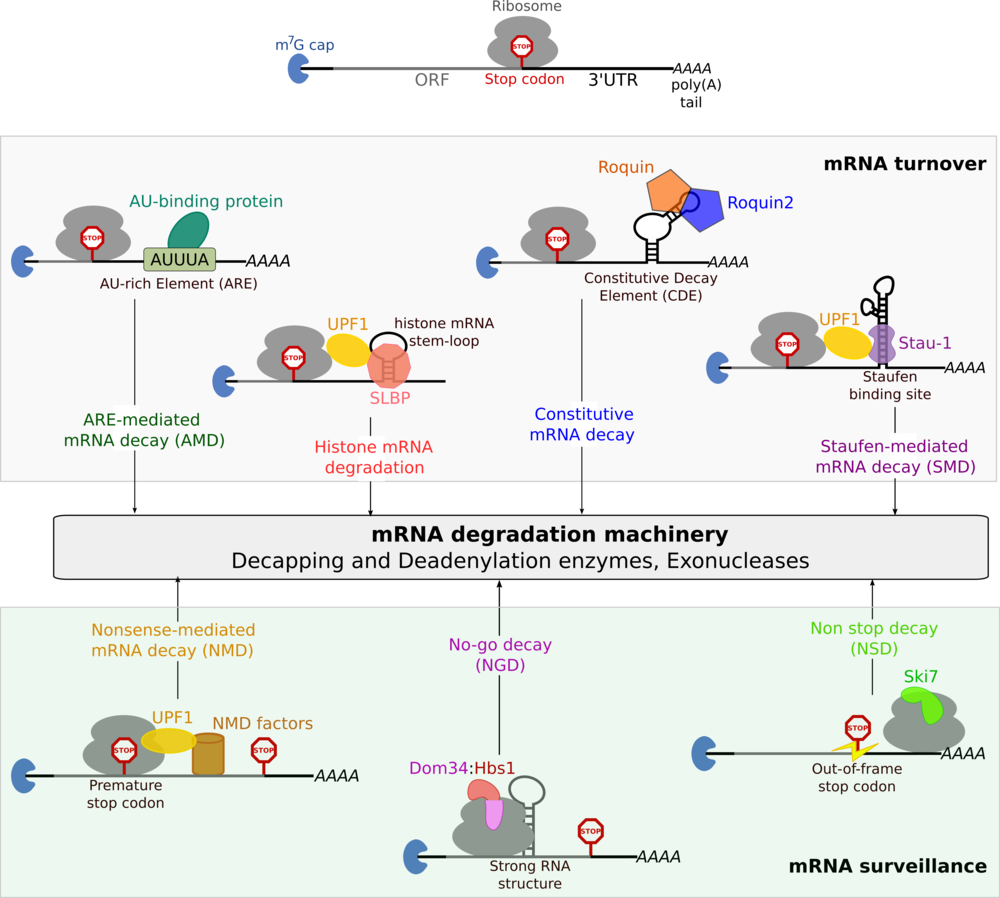 Research Chakrabarti Group MRNA Metabolism Department Of Biology 