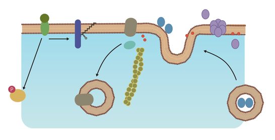 protein scaffold inhibition