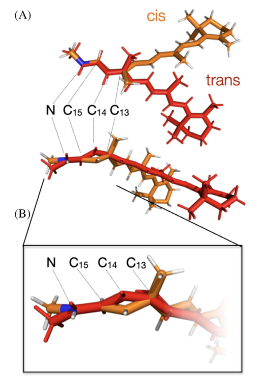 Transition state in the cis-trans isomerization of retinal