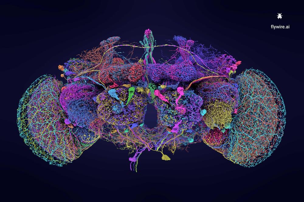 The research focused on the neural circuitry of the fruit fly Drosophila melanogaster.