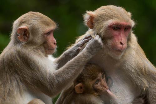 Rhesus monkeys on Cayo Santiago, Puerto Rico