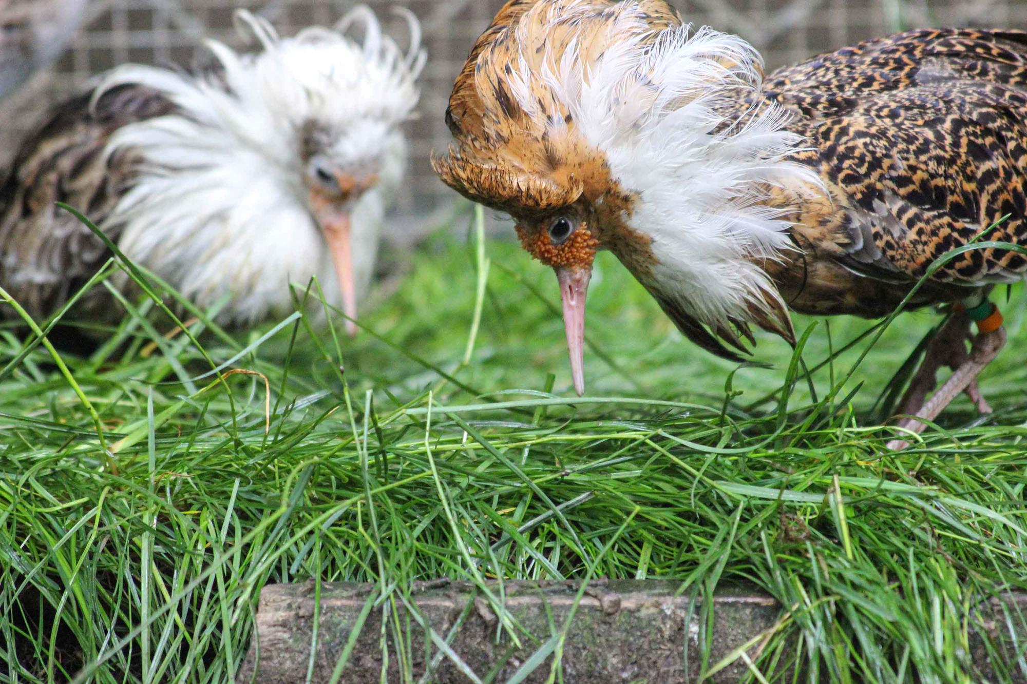 Two mating male ruffs: In the foreground an independent with high testosterone levels and in the background a satellite with low testosterone levels.