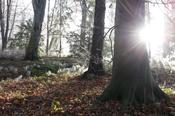 Beech forest in the sun