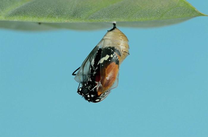 How the Butterfly Got Its Pupa