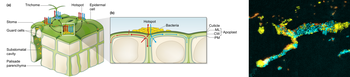 Fig. 1 Research Remus-Emsermann: Plant bacteria interactions