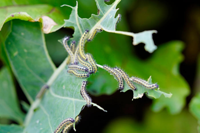 Caterpillars as herbivorous pests in agriculture.