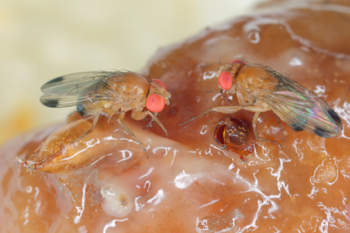 Drosophila melanogaster