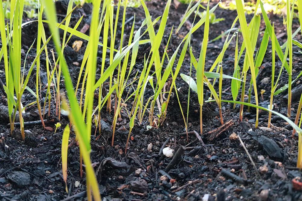 Böden sind in der Natur einer Vielzahlt von menschlichen Einflüssen ausgesetzt.